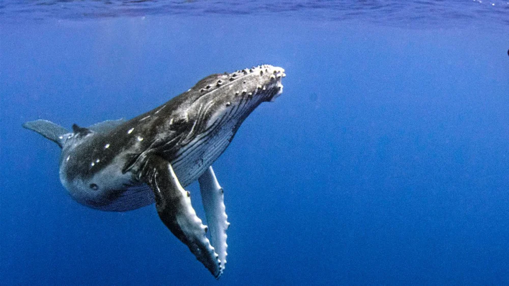 Cá Voi Lưng Gù - Humpback Whales