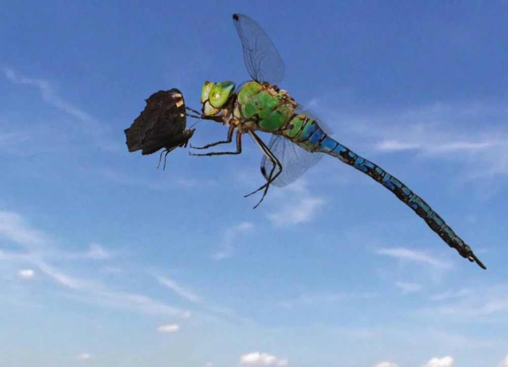 Sky Hunters – The World of Dragonfly - Sky Hunters - The World of Dragonfly