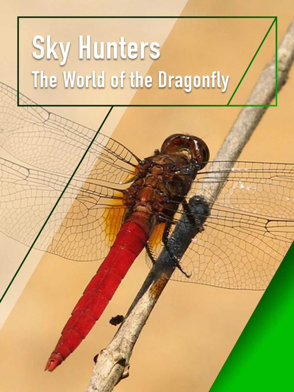 Sky Hunters – The World of Dragonfly - Sky Hunters - The World of Dragonfly